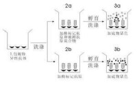 酶聯免疫吸附測定法