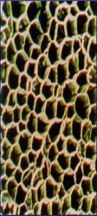 軟木細胞結構圖片