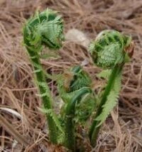 遼東特產--山野菜，