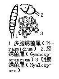 冬孢子