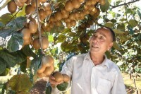 西峽果收穫獼猴桃
