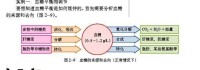 血糖平衡調節