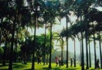 亞力山大椰子櫚