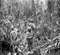 美軍第93步兵師之士兵在布干維爾島追蹤日軍