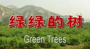 綠綠的樹