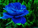 藍色的花